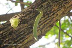 Parmentiera cereifera